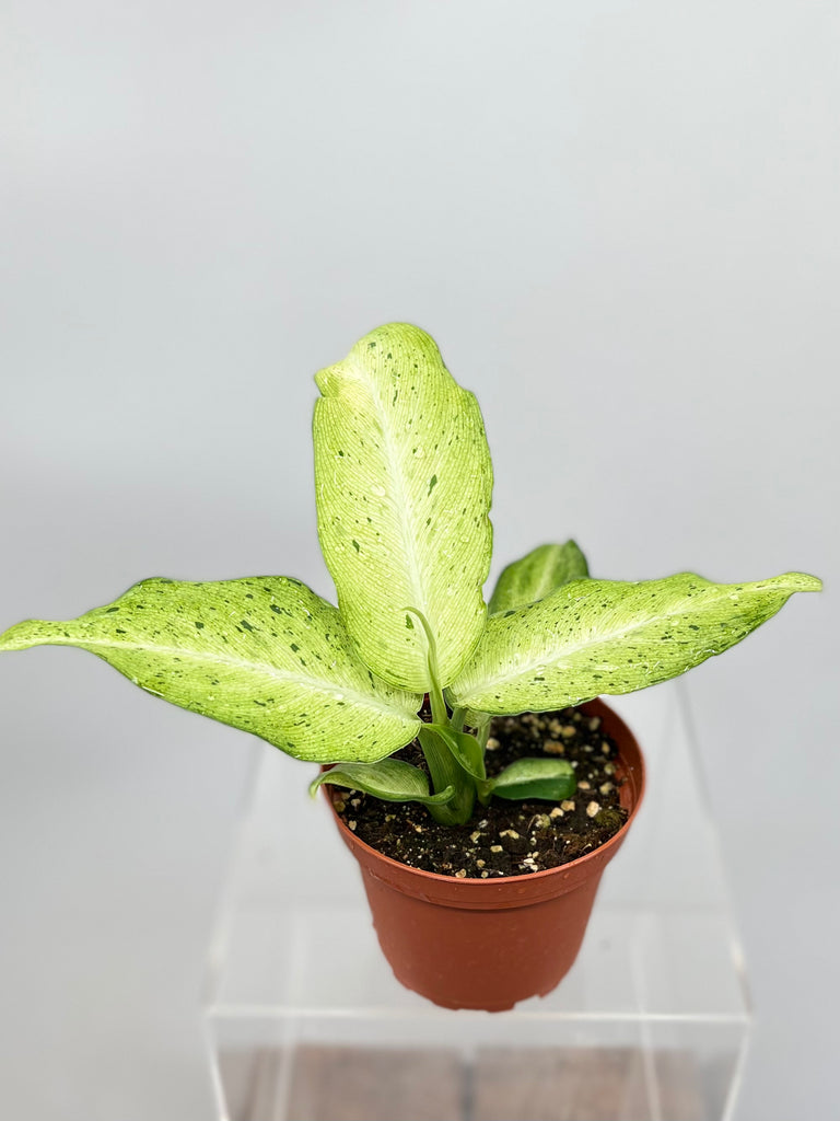 dieffenbachia 'camouflage 4" Dieffenbachia Camouflage – Plant Decor Shop