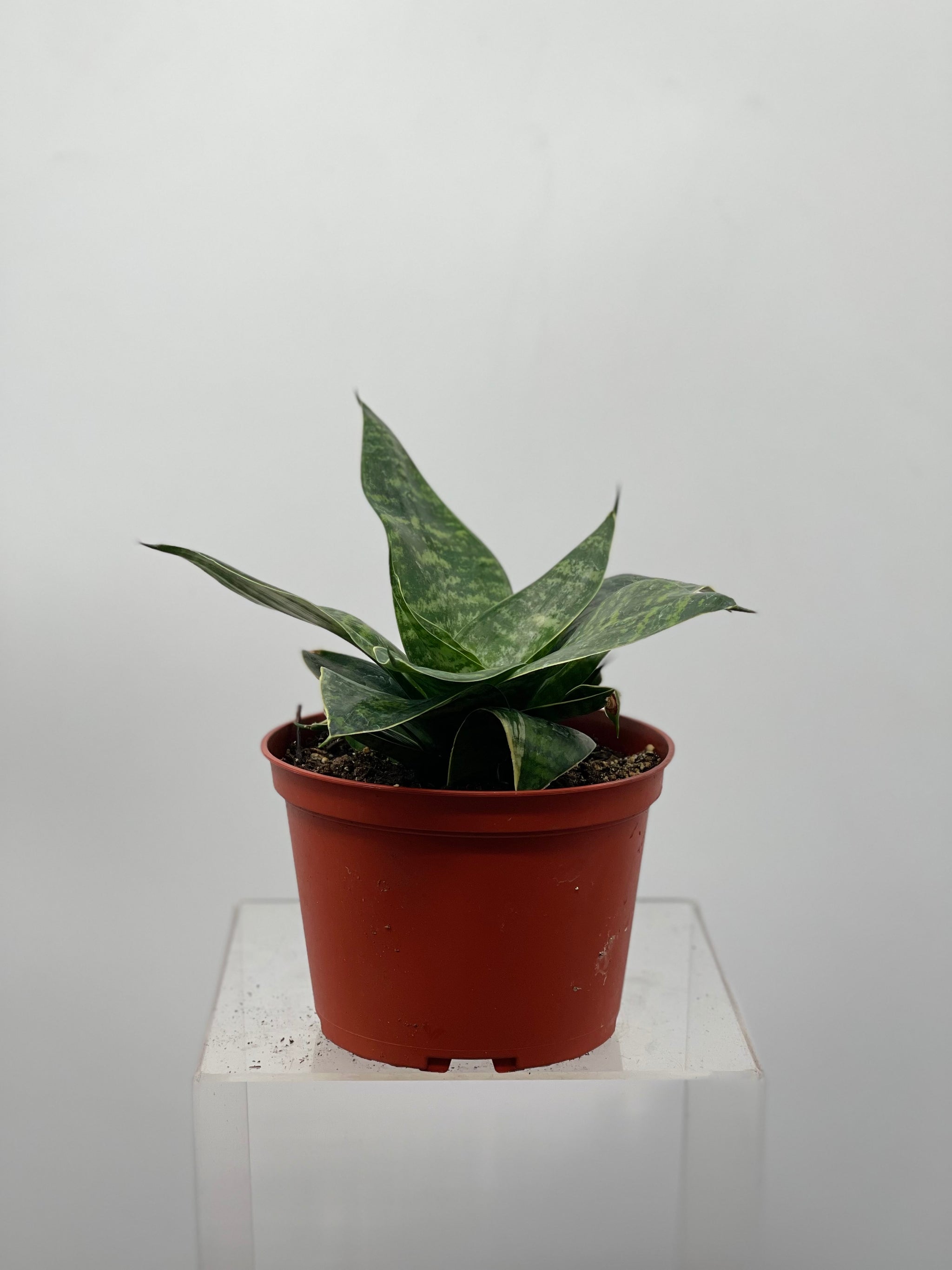 sansevieria misty star 6" Sansevieria Misty Star