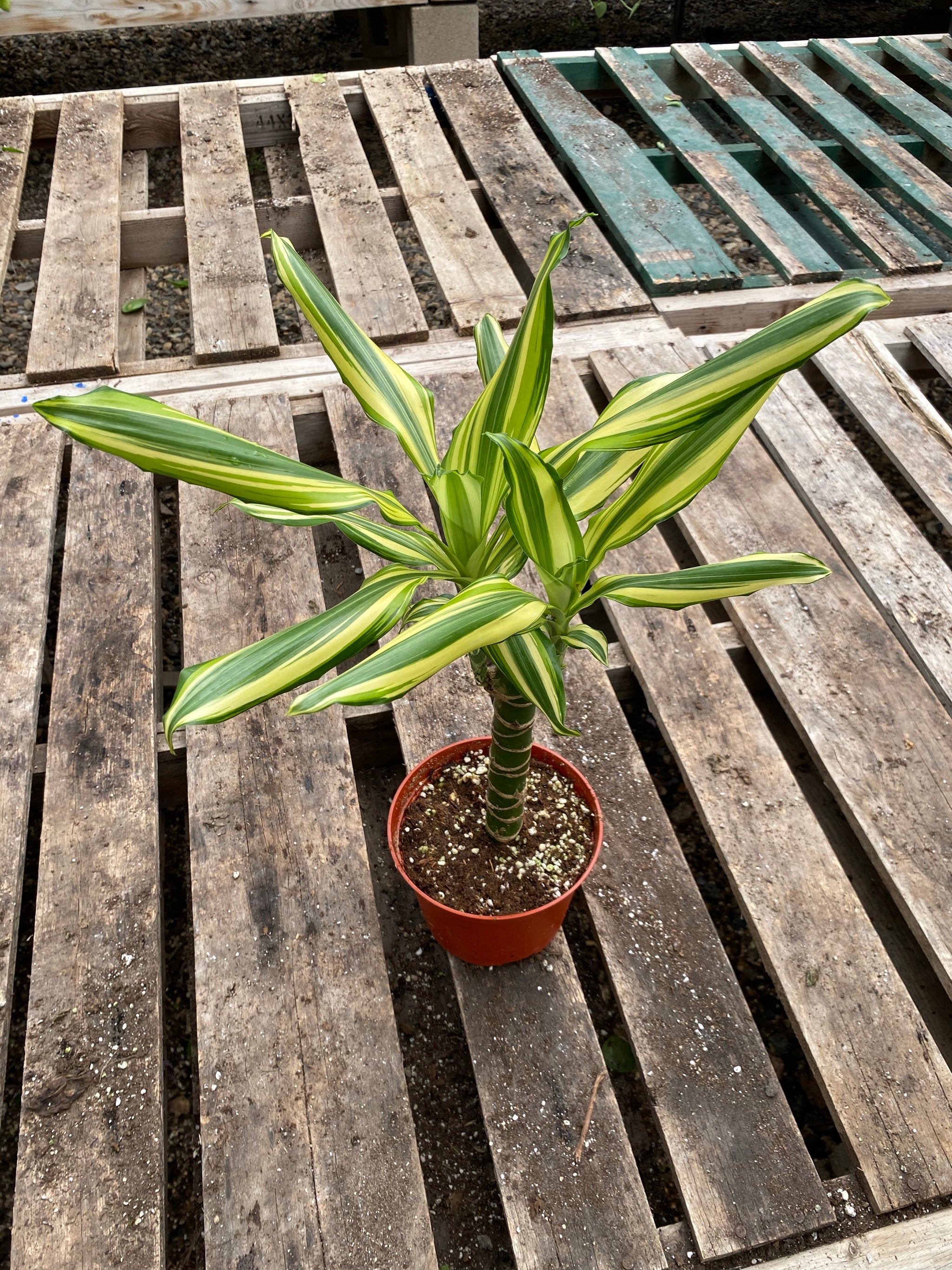 dracena yellow coast 6