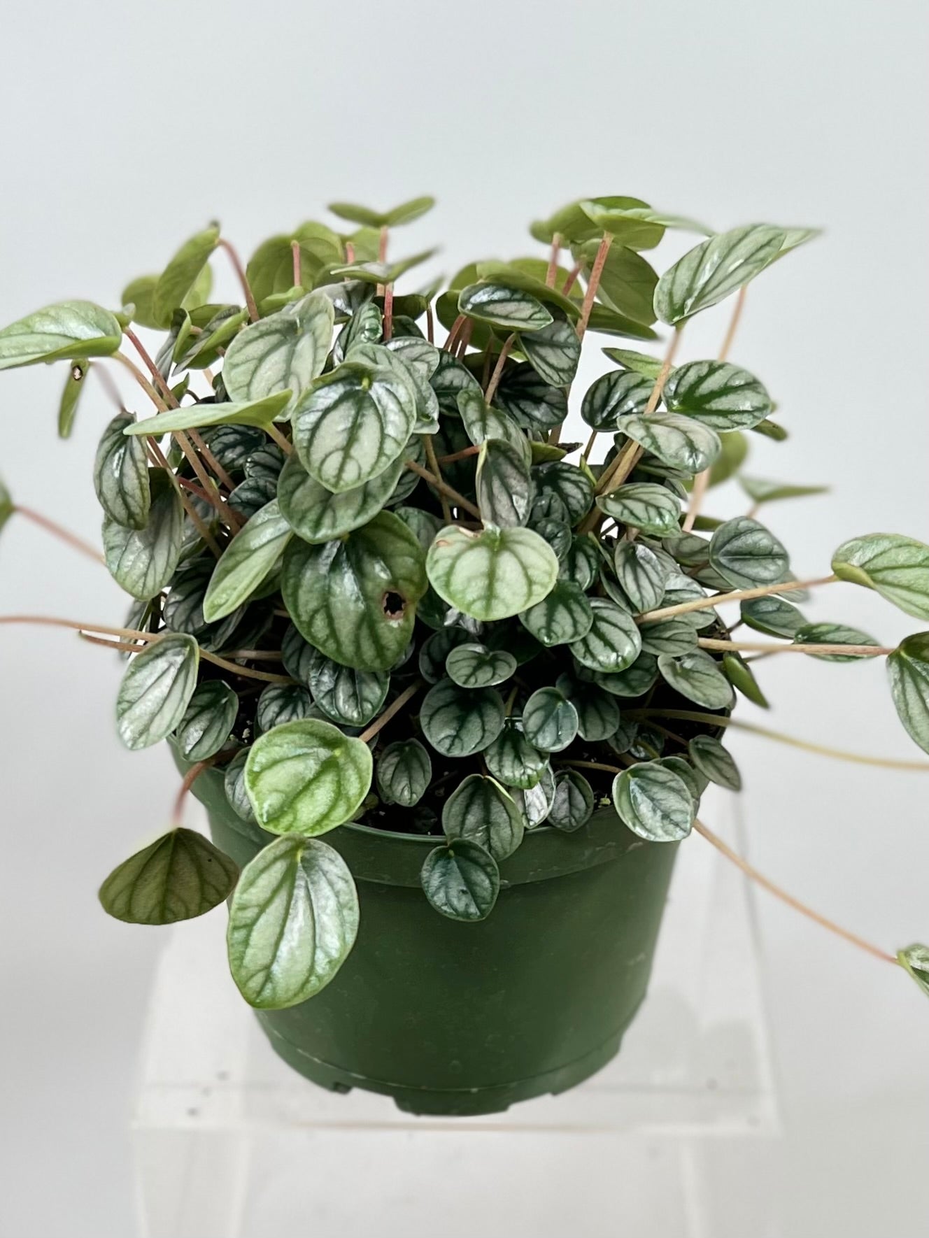 peperomia indoor plants with very tiny leaves 6" Peperomia, Little Toscani, Small – Plant Decor Shop