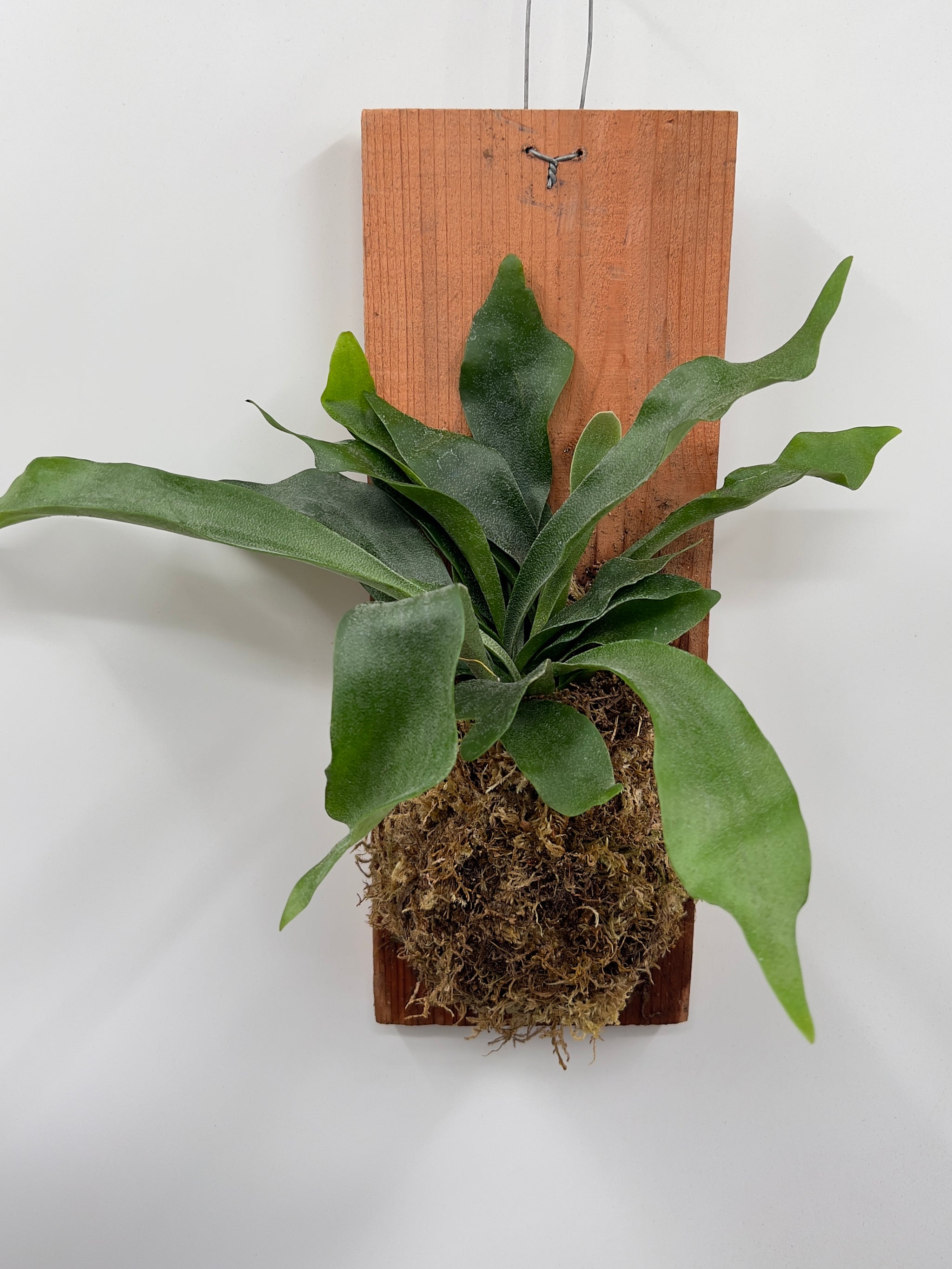 Staghorn Fern 6