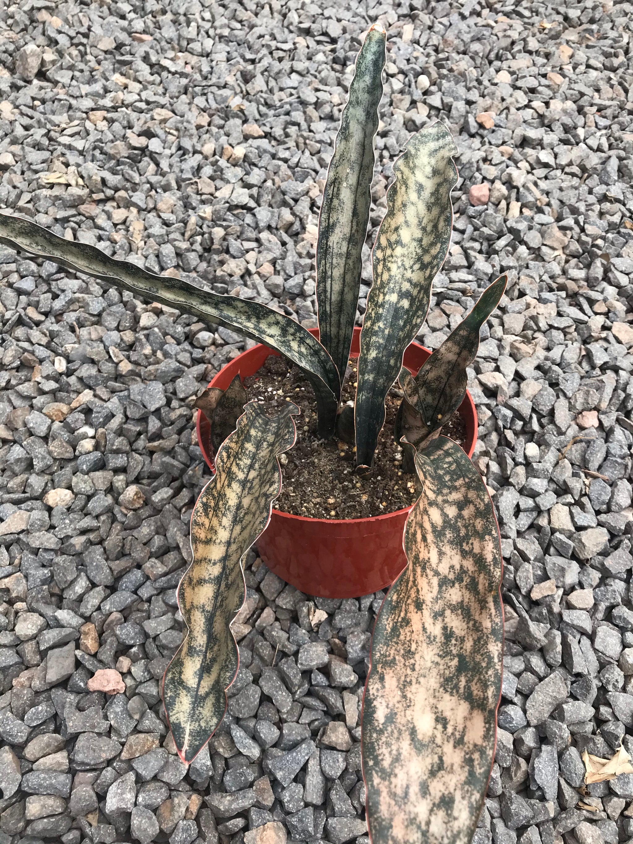 sansevieria copper 8" Sansevieria Copper – Plant Decor Shop