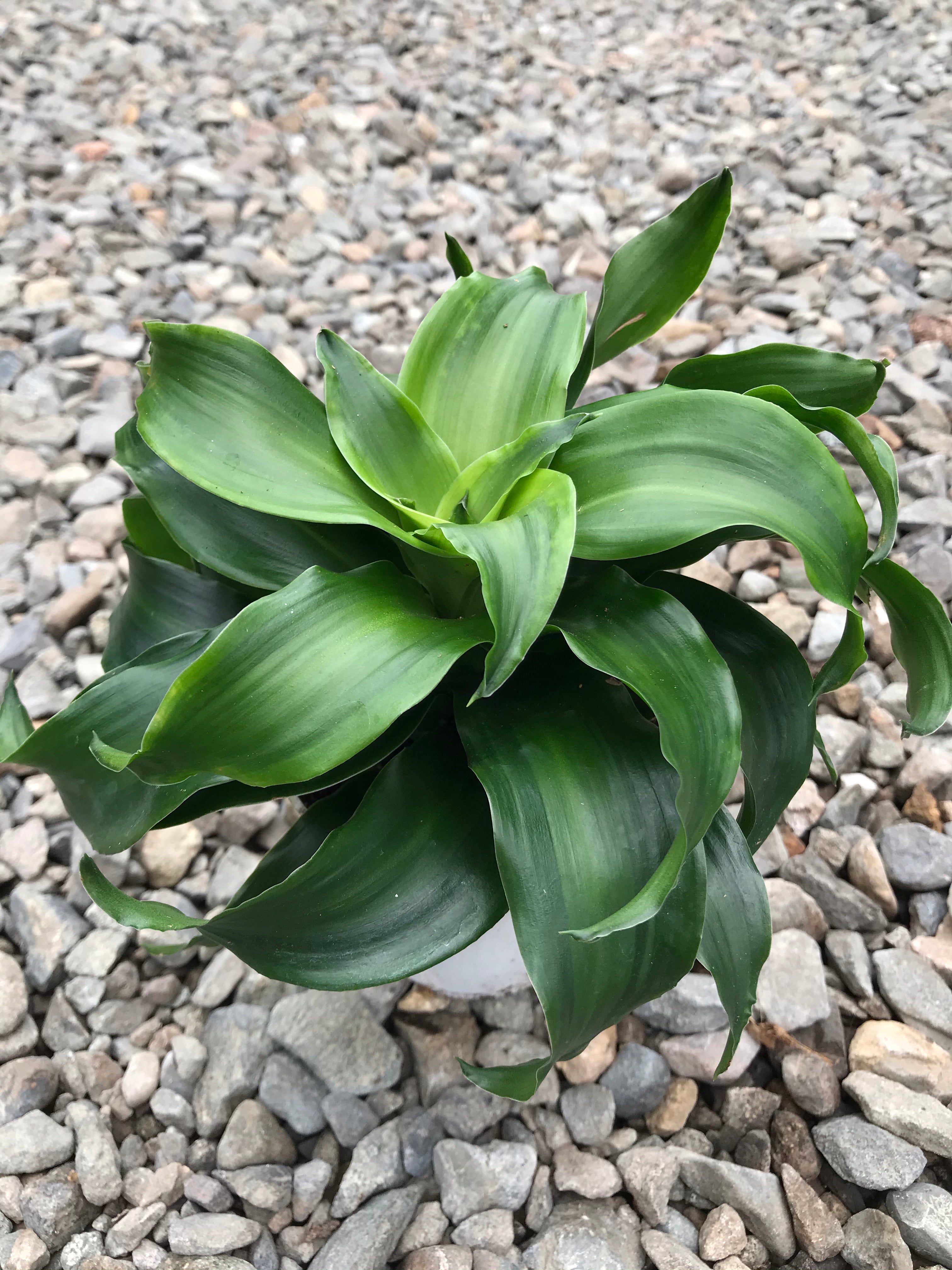 dracaena twister plant 4" Dracaena Twist