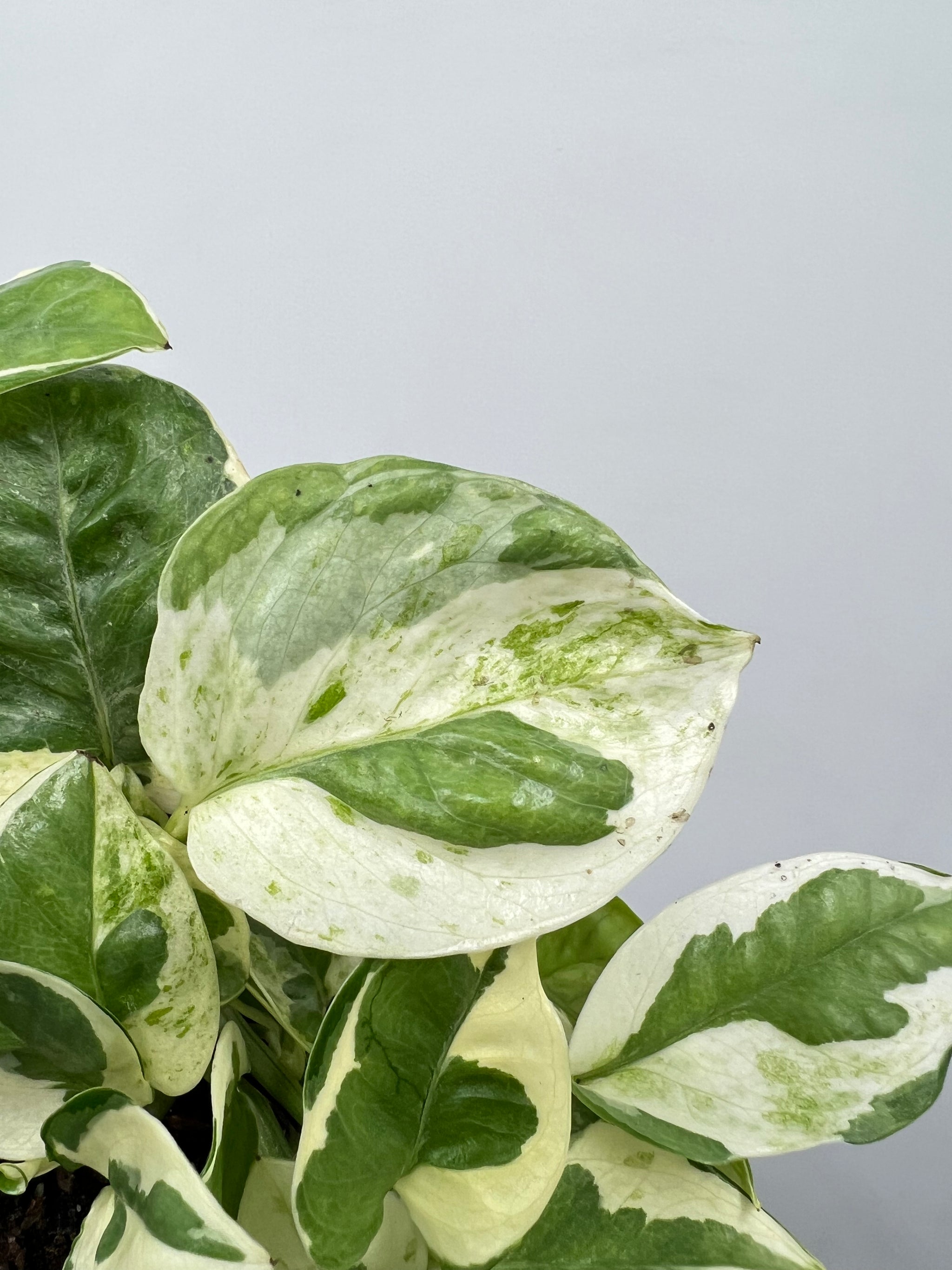 njoy pothos vs pearls and jade Pothos 'Njoy' 4"