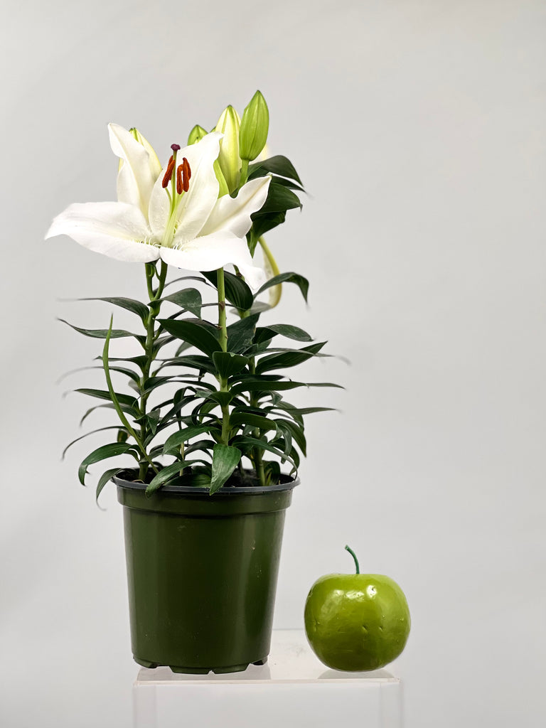 6" Oriental Lily