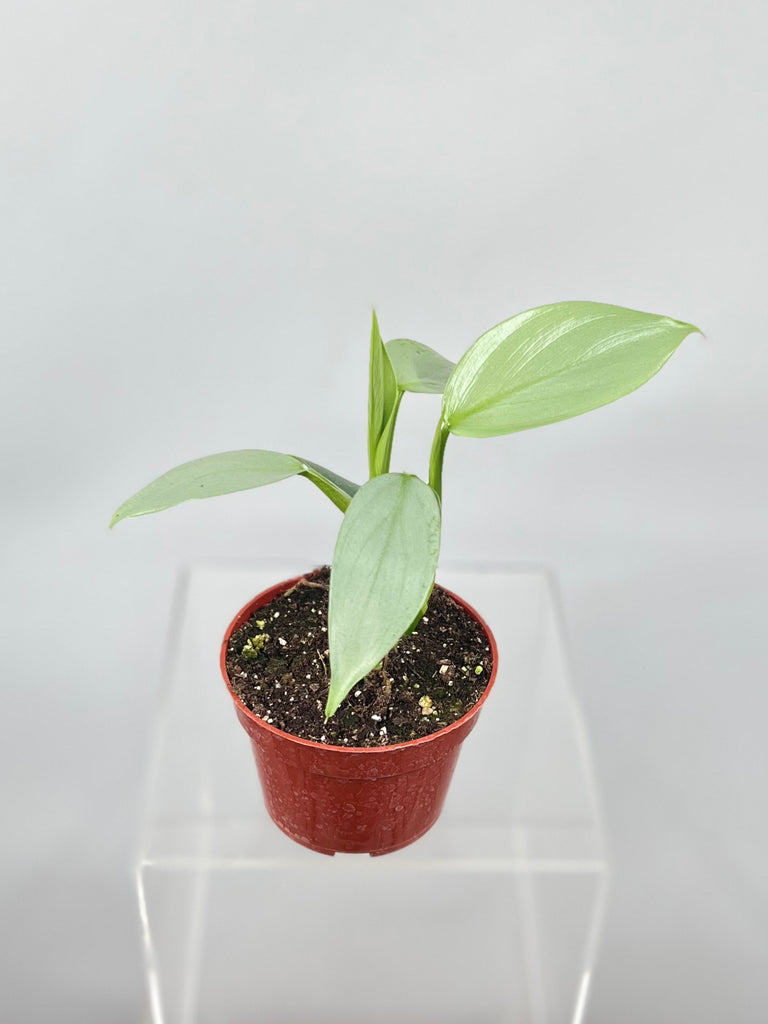 4" Philodendron 'Silver Sword'