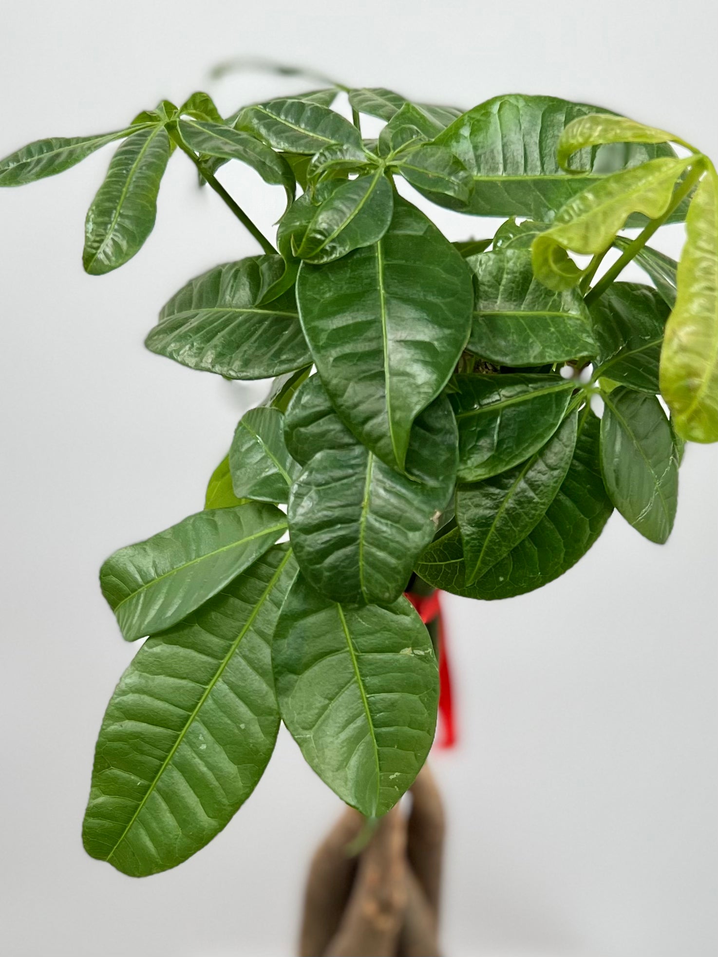 dried money tree Pachira aquatica (Money Tree) Braid