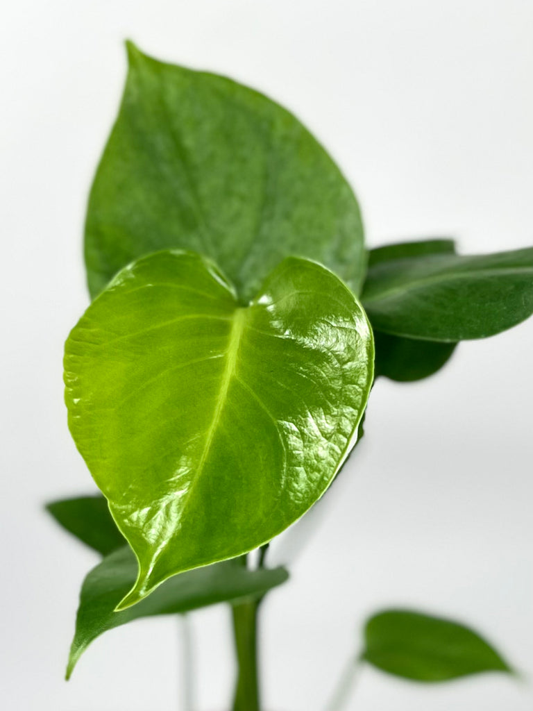 4" Monstera Deliciosa 'Split Leaf'