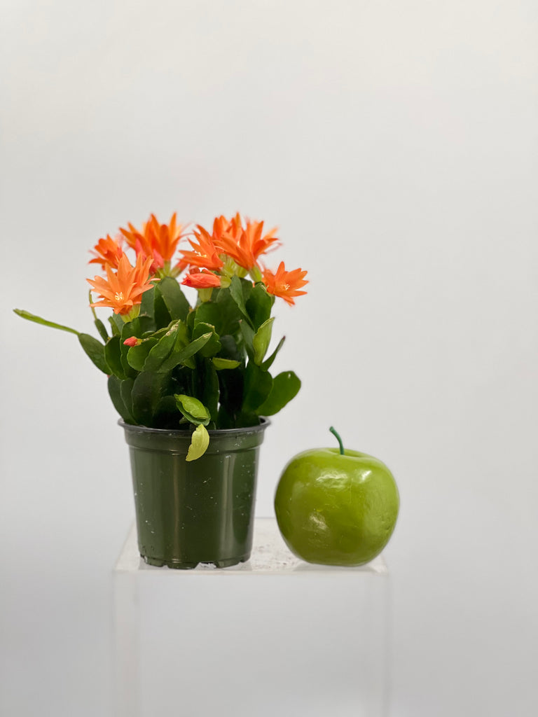 4" Spring Cactus, Orange
