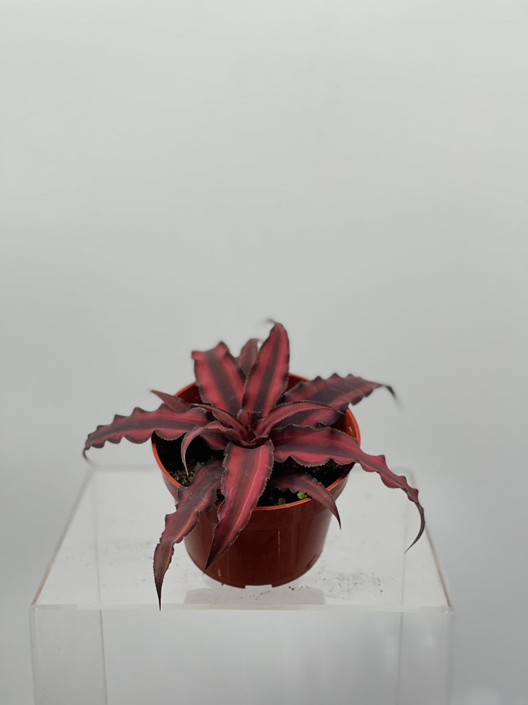 4" Cryptanthus, Tricolor