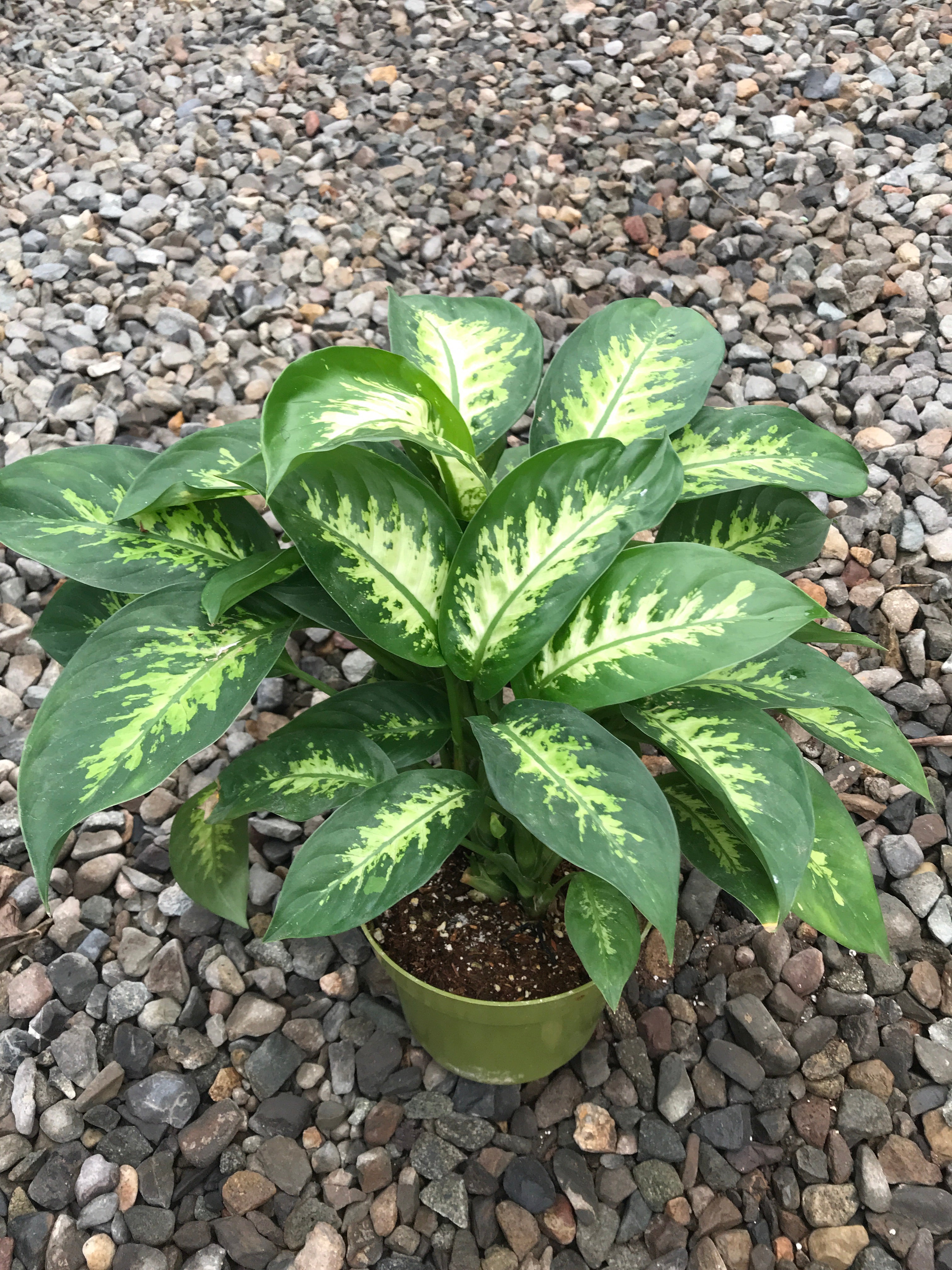 dieffenbachia varieties 6" Dieffenbachia Alfredo – Plant Decor Shop