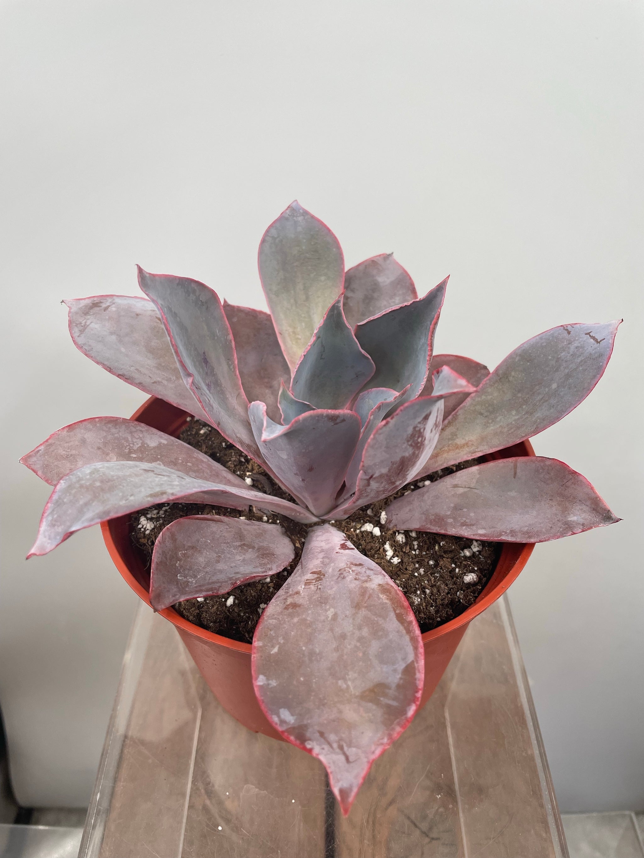echeveria afterglow succulent 6" Echeveria Afterglow – Plant Decor Shop