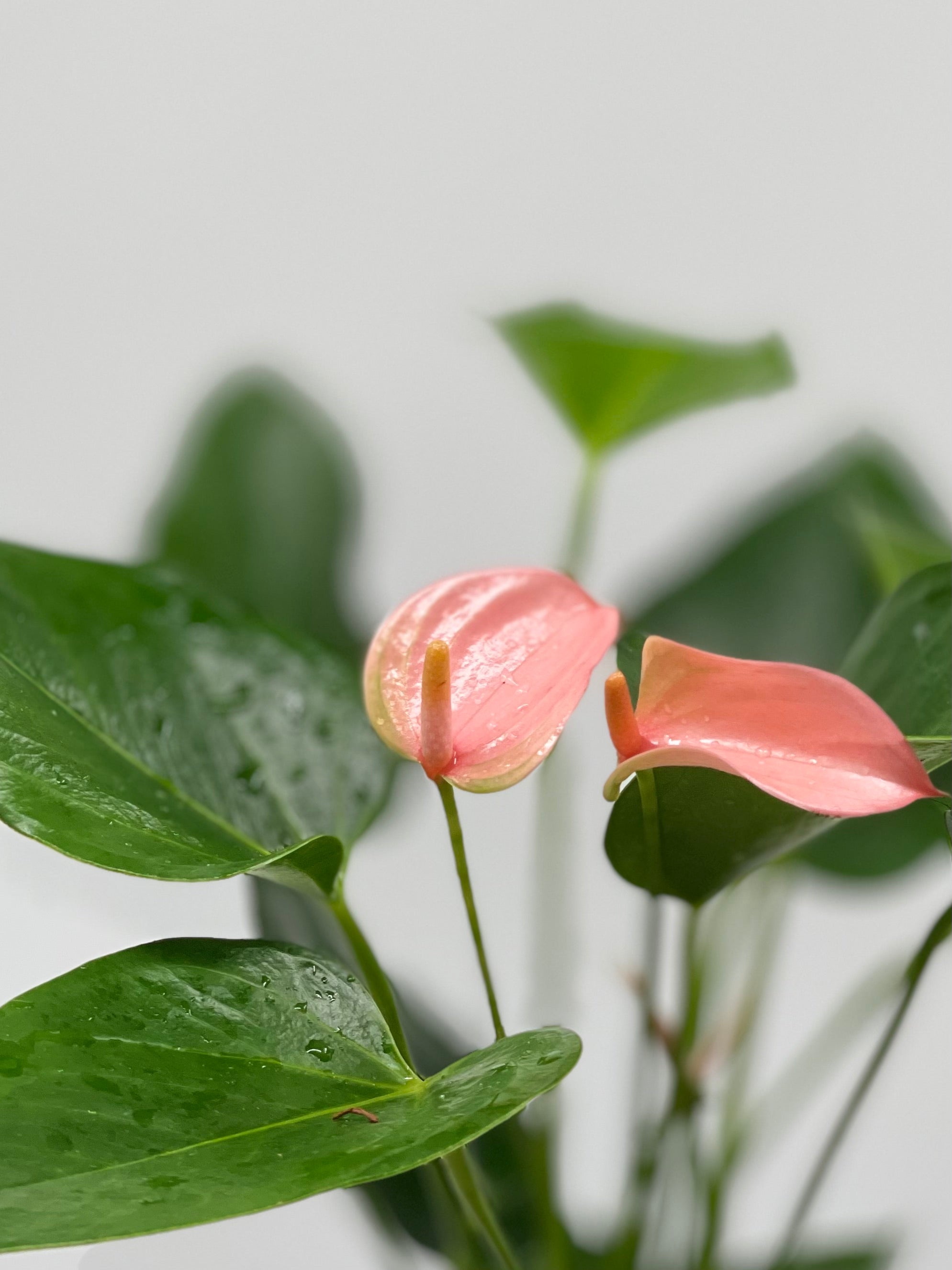 anthurium joli 4" Anthurium, Joli Peach – Plant Decor Shop