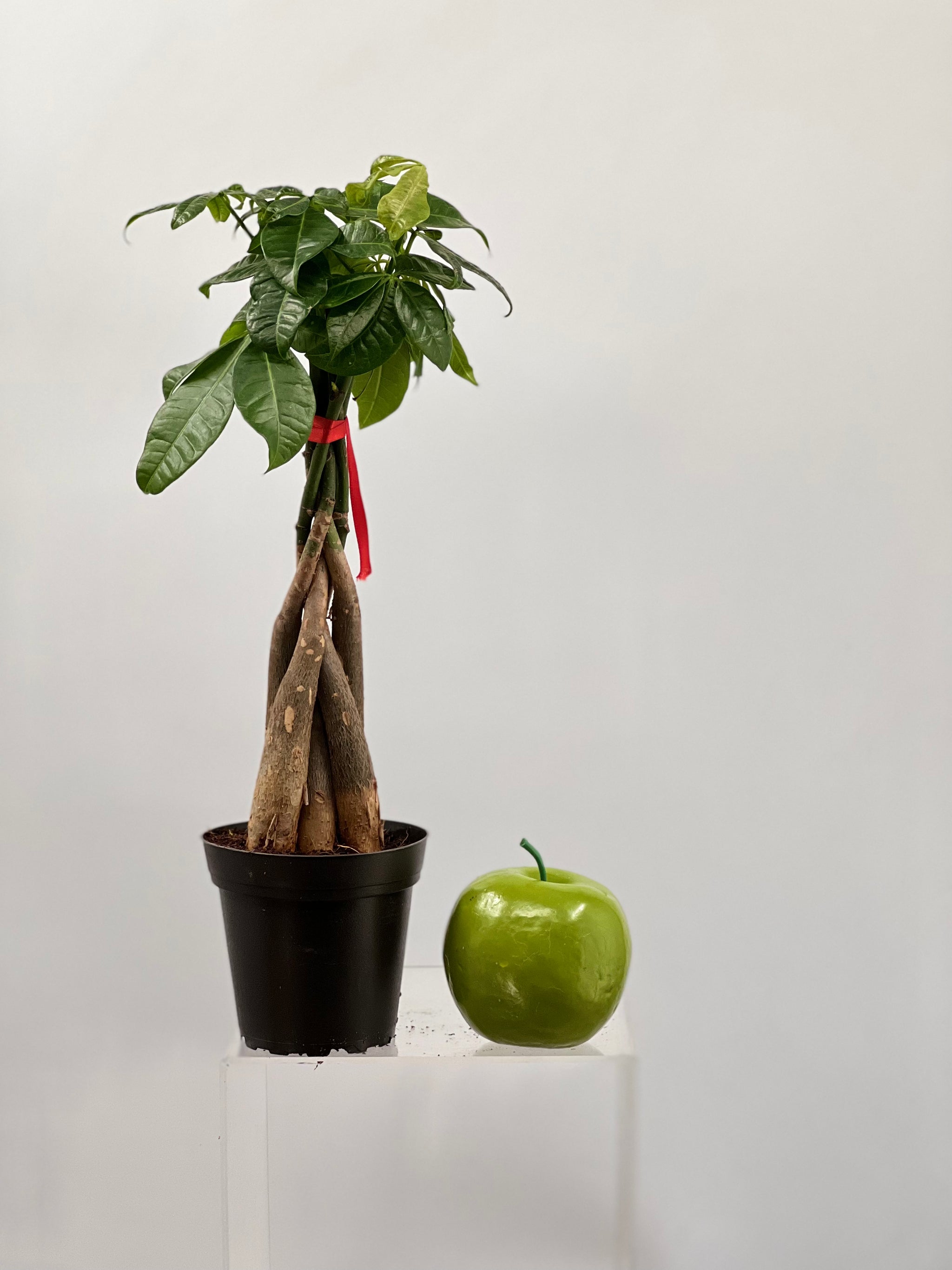 plastic money tree plant 4" Pachira ''Money Tree'' – Plant Decor Shop