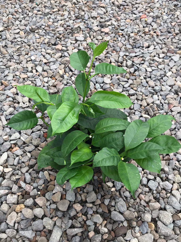 6" Hoya Shooting Star