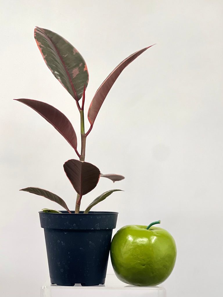 4" Ficus Decora Ruby Pink