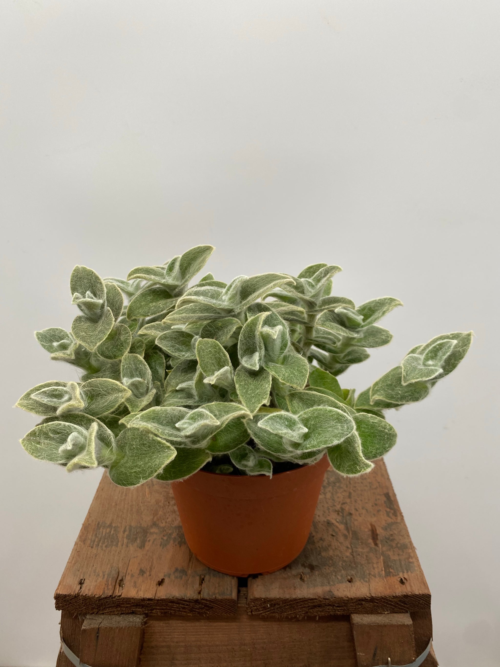 white velvet indoor plant 6" Tradescantia Sillamontana White Velvet – Plant Decor Shop