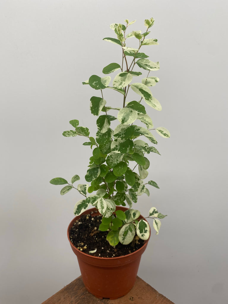 4" Breynia Nivosa 'Mini Snow Bush'