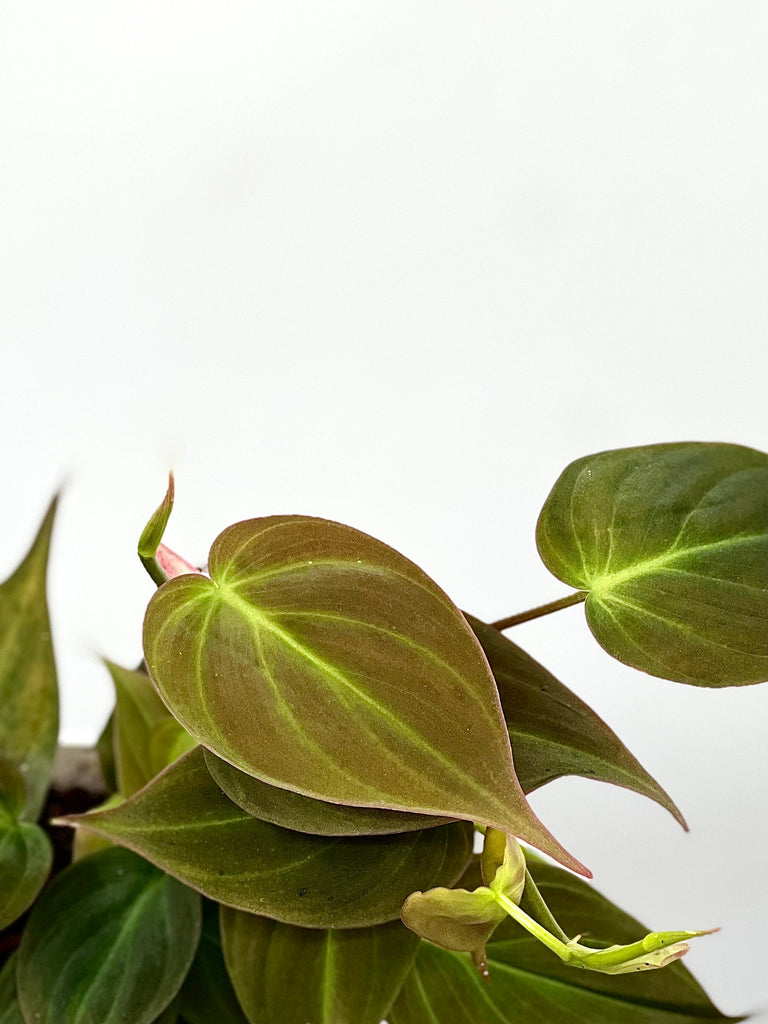 buy philodendron micans 4" Philodendron Micans – Plant Decor Shop