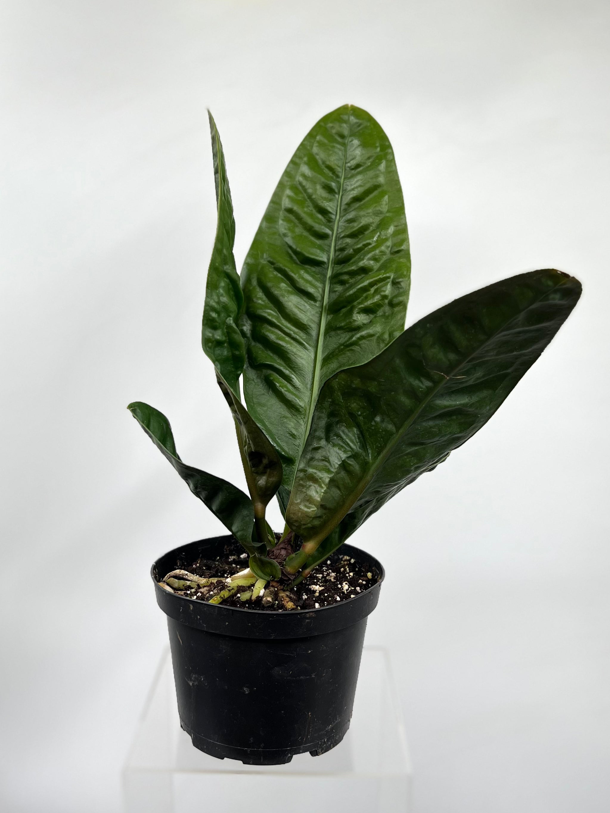 anthurium 'black king' 6" Anthurium Superbum – Plant Decor Shop