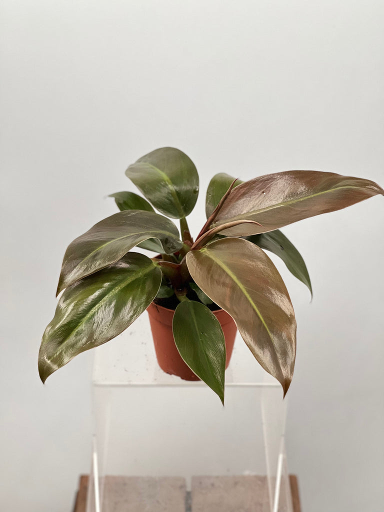 4" Philodendron Imperial Red
