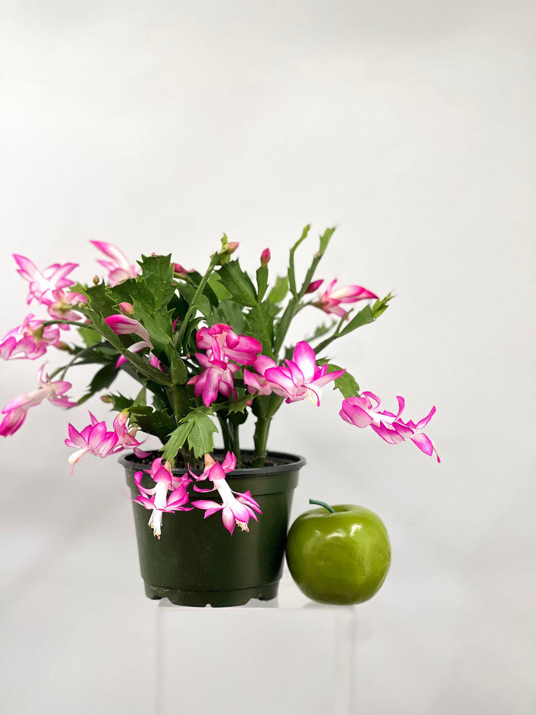 6" Spring Cactus, Pink