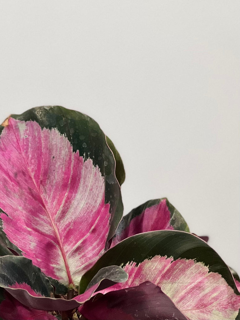 4" Calathea Roseo Picta 'Rosy'