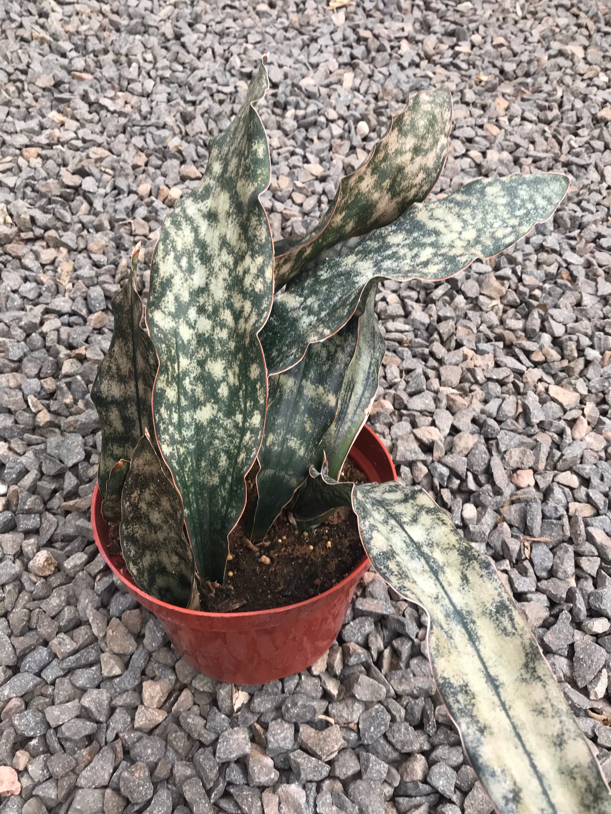 sansevieria copper 8" Sansevieria Copper – Plant Decor Shop