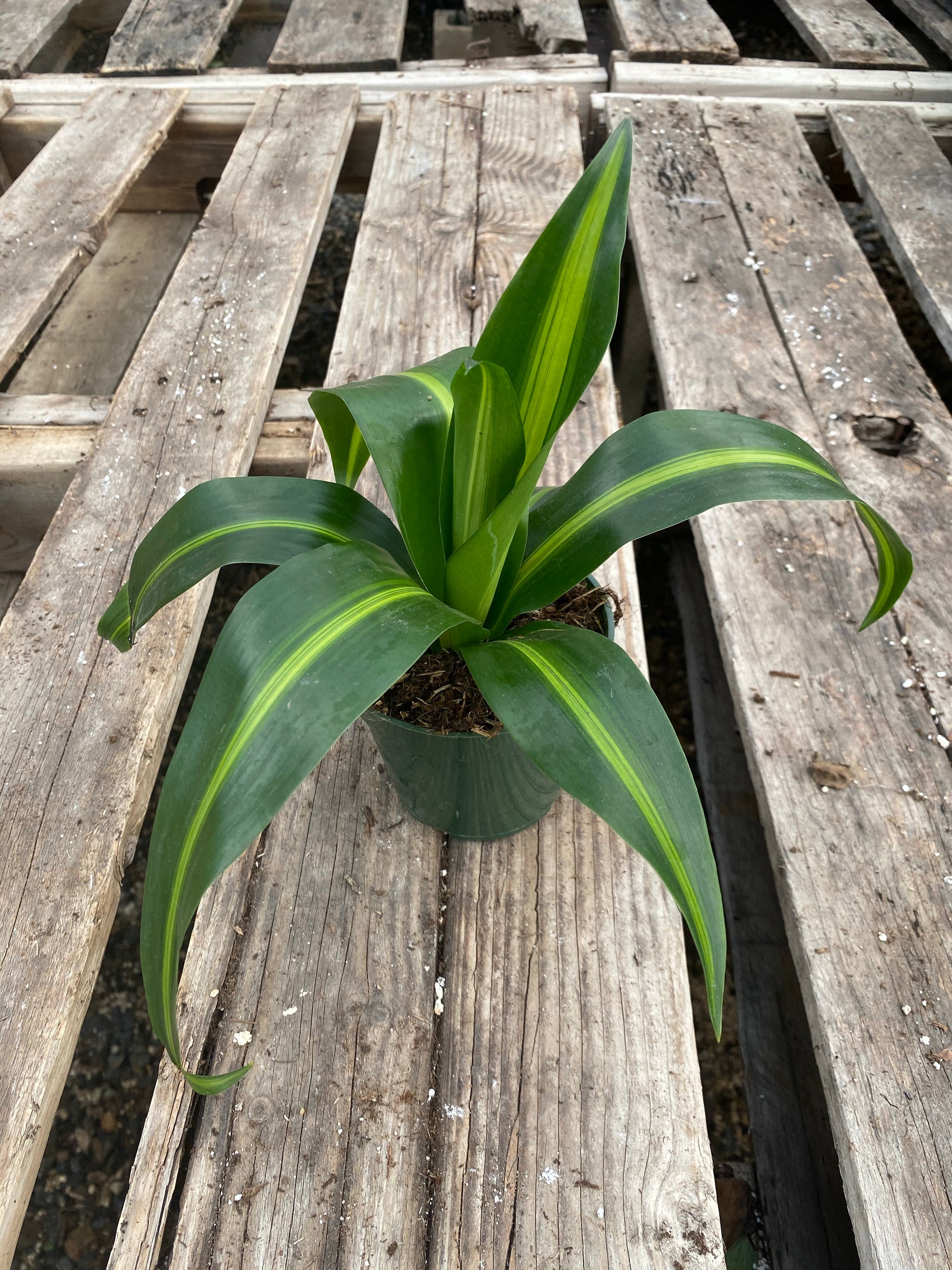 dracaena wavy leaves 4