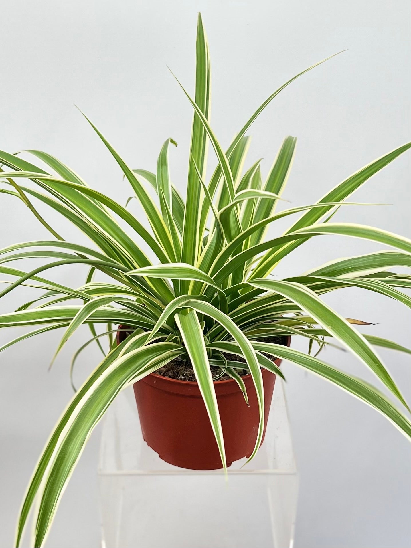reverse spider plant Spider Plant 'Reverse' 6" Pot / Cow Pot