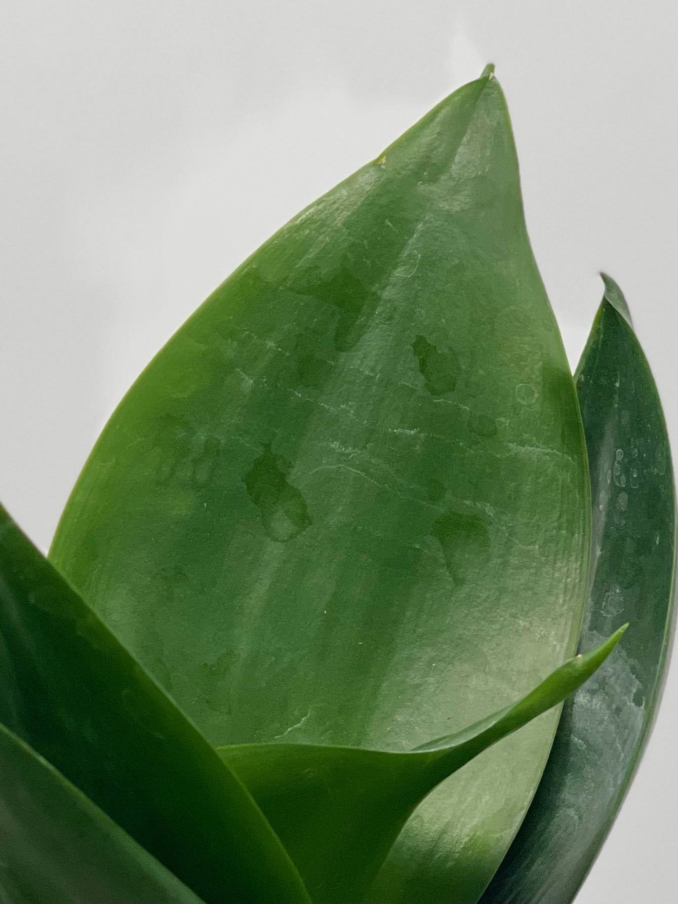 sansevieria jade star 4" Sansevieria Jade Star – Plant Decor Shop