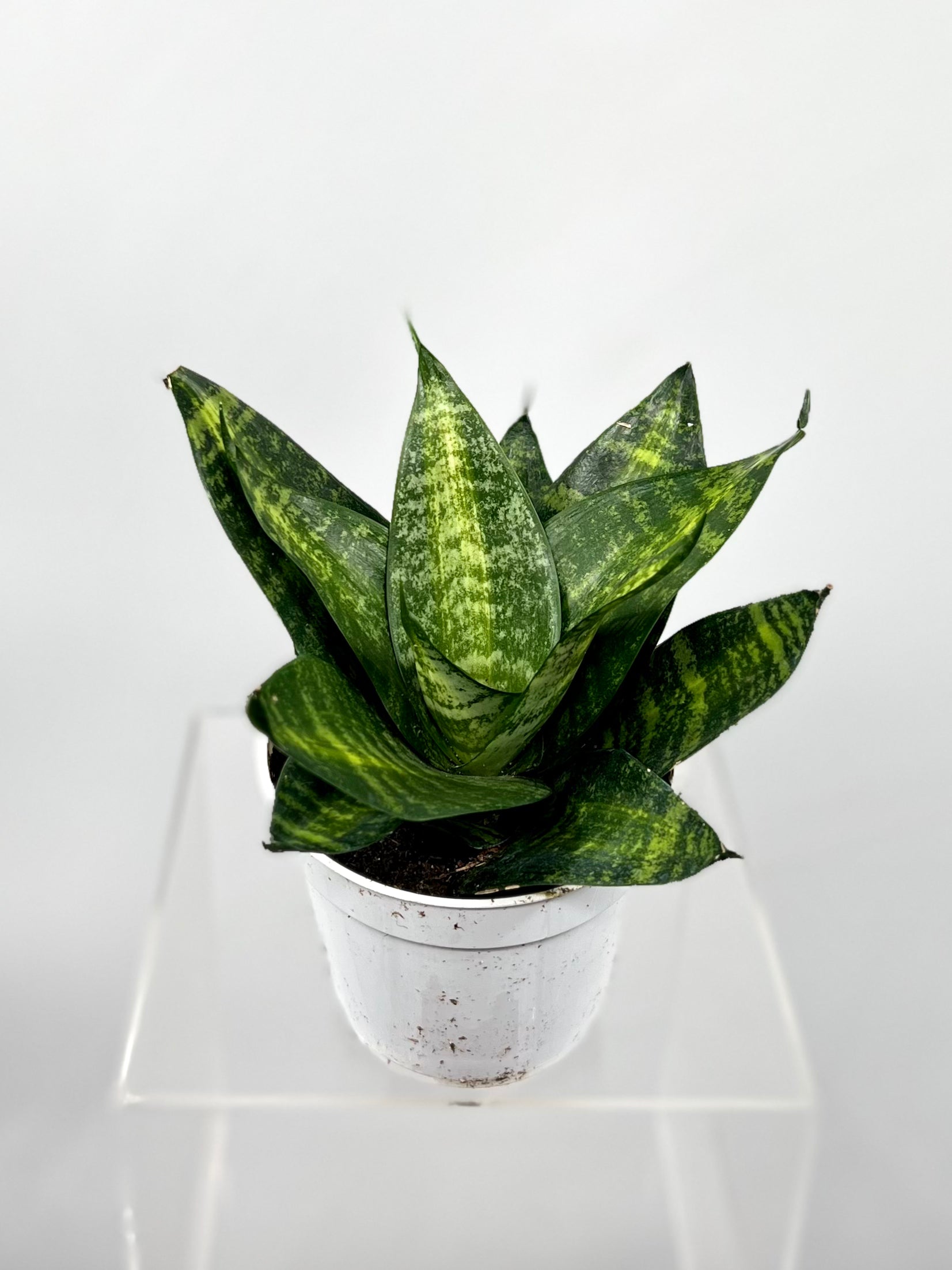 sansevieria tiger eyes 4" Sansevieria Tiger Star