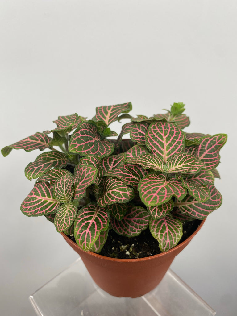 4" Fittonia, Pink