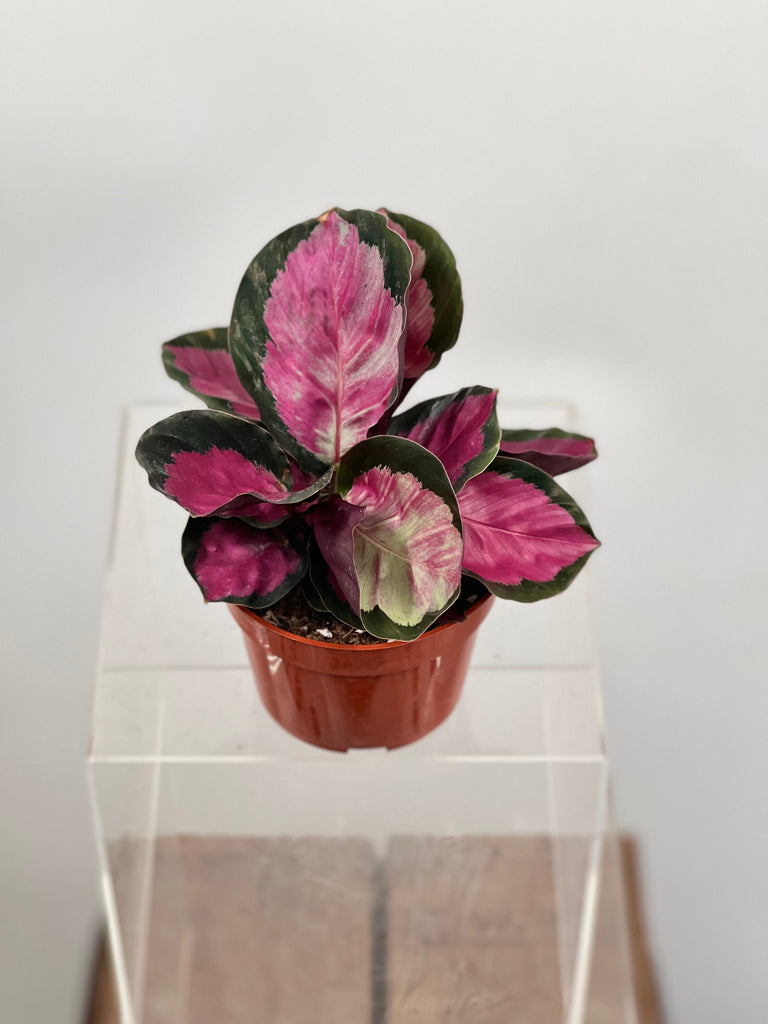 4" Calathea Roseo picta