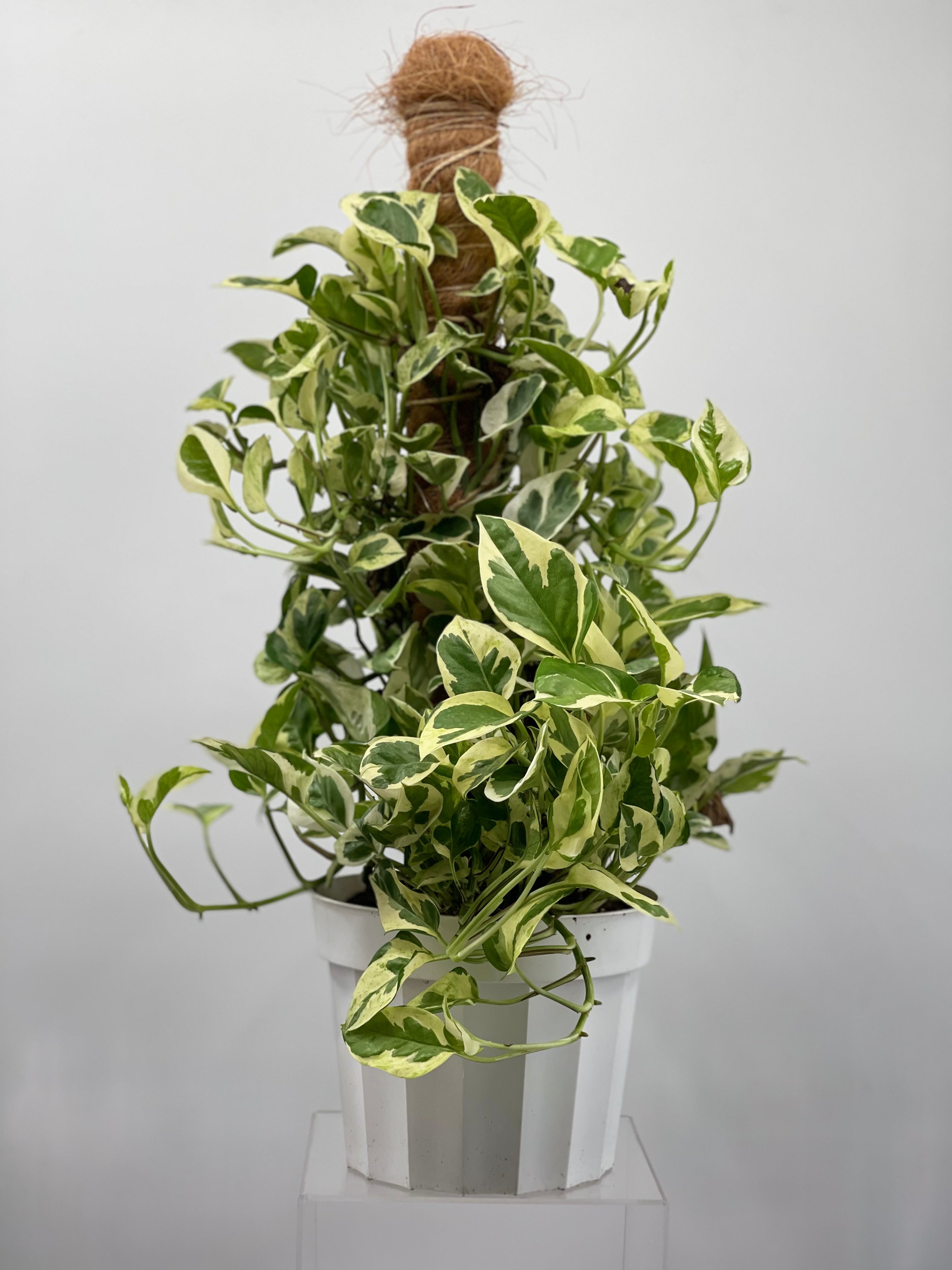 njoy pothos care 8" Pothos N Joy, Pole