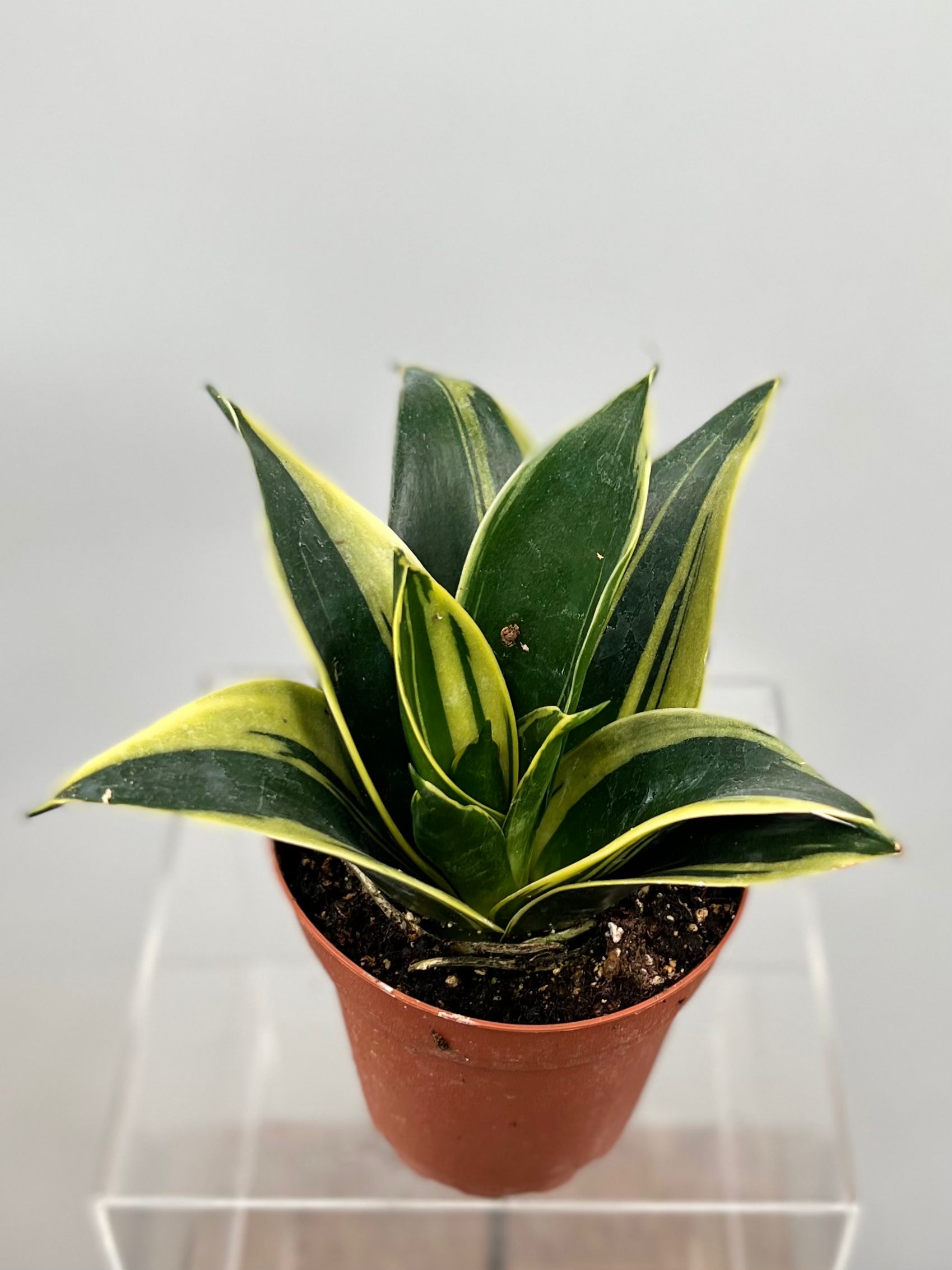 star canary snake plant 4" Sansevieria Hahnii Glimmering Star