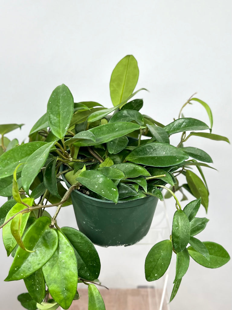 philodendron hoya carmosa Hoya Gracilis Wax House Plant 6cm Pot