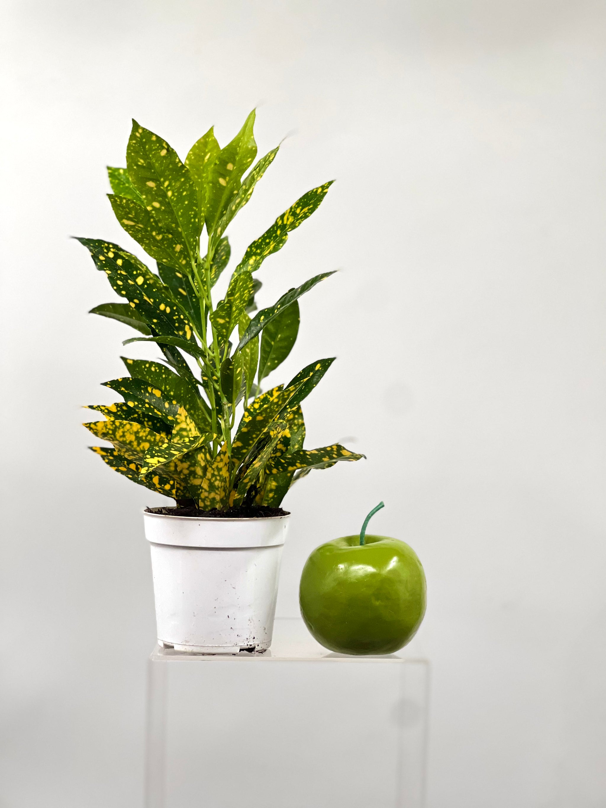 gold dust indoor plant 4" Croton Gold Dust – Plant Decor Shop