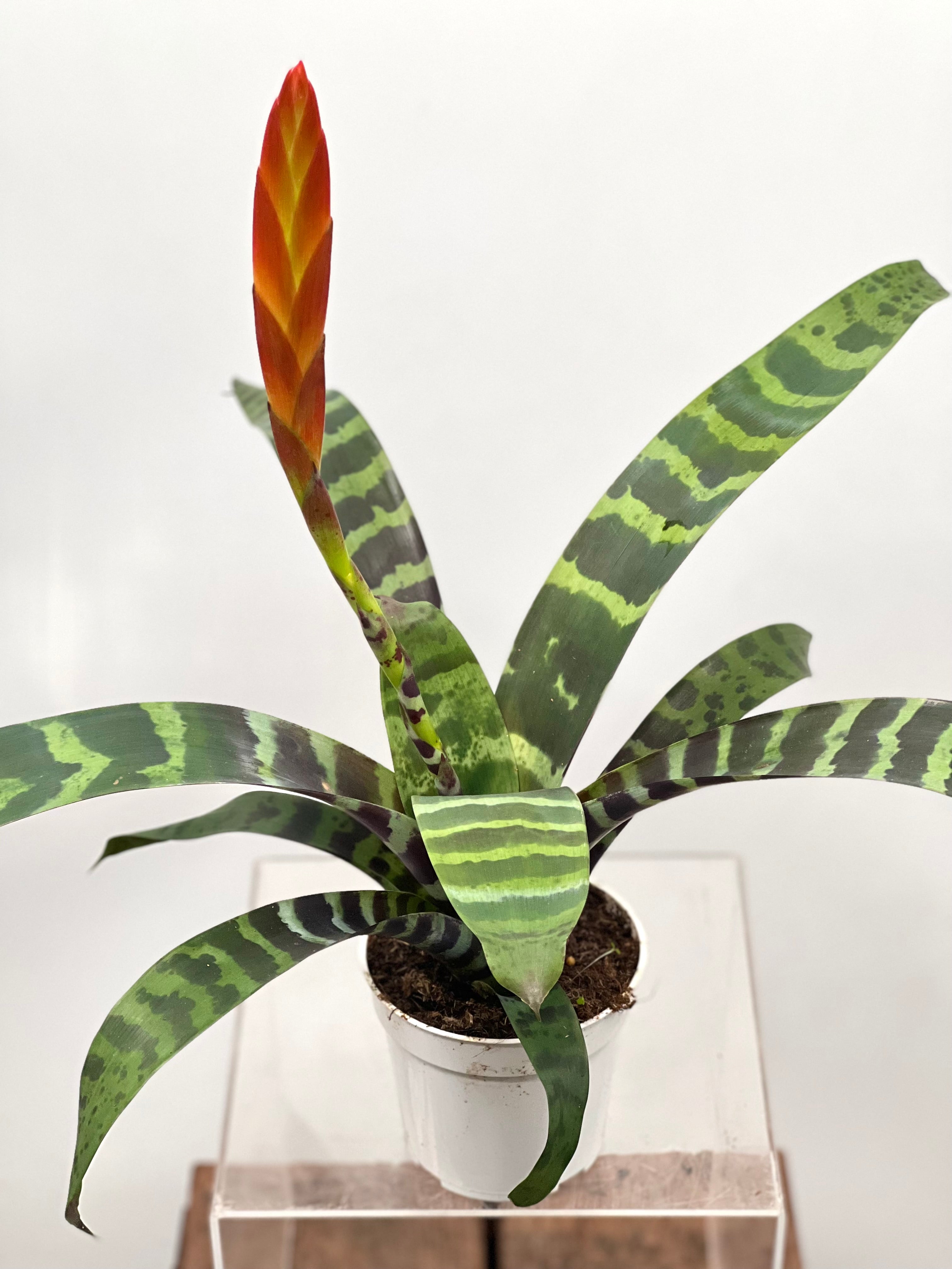 vriesea indoor plant Bromeliad Vriesea 'Splenriet' Live Plant, 4" Pot