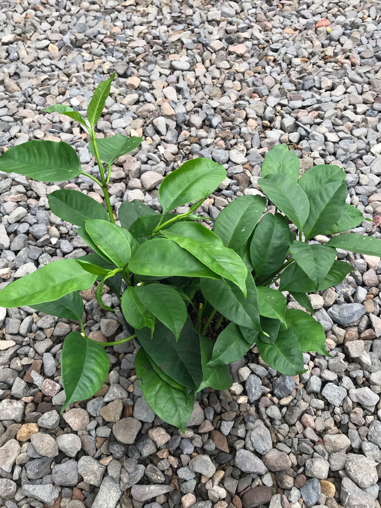 6" Hoya Shooting Star