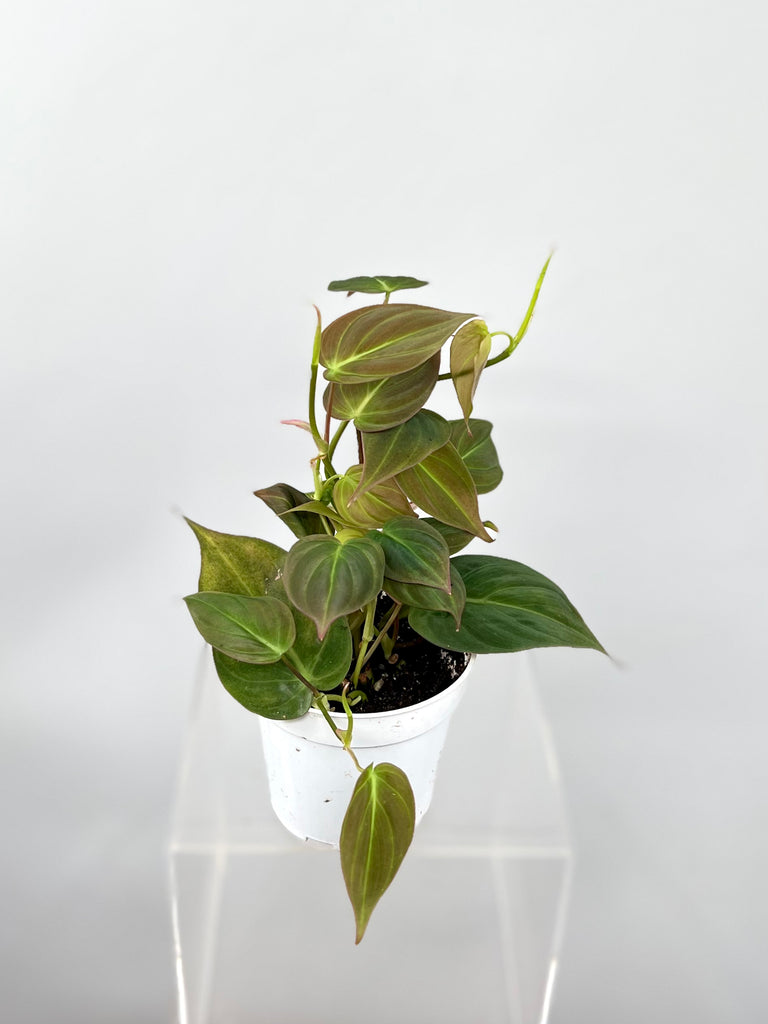 philodendron micans plant 4" Philodendron Micans – Plant Decor Shop