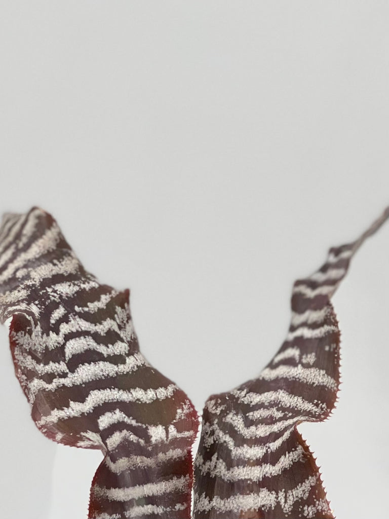 4" Cryptanthus Zonatus 'Zebra Stripe'