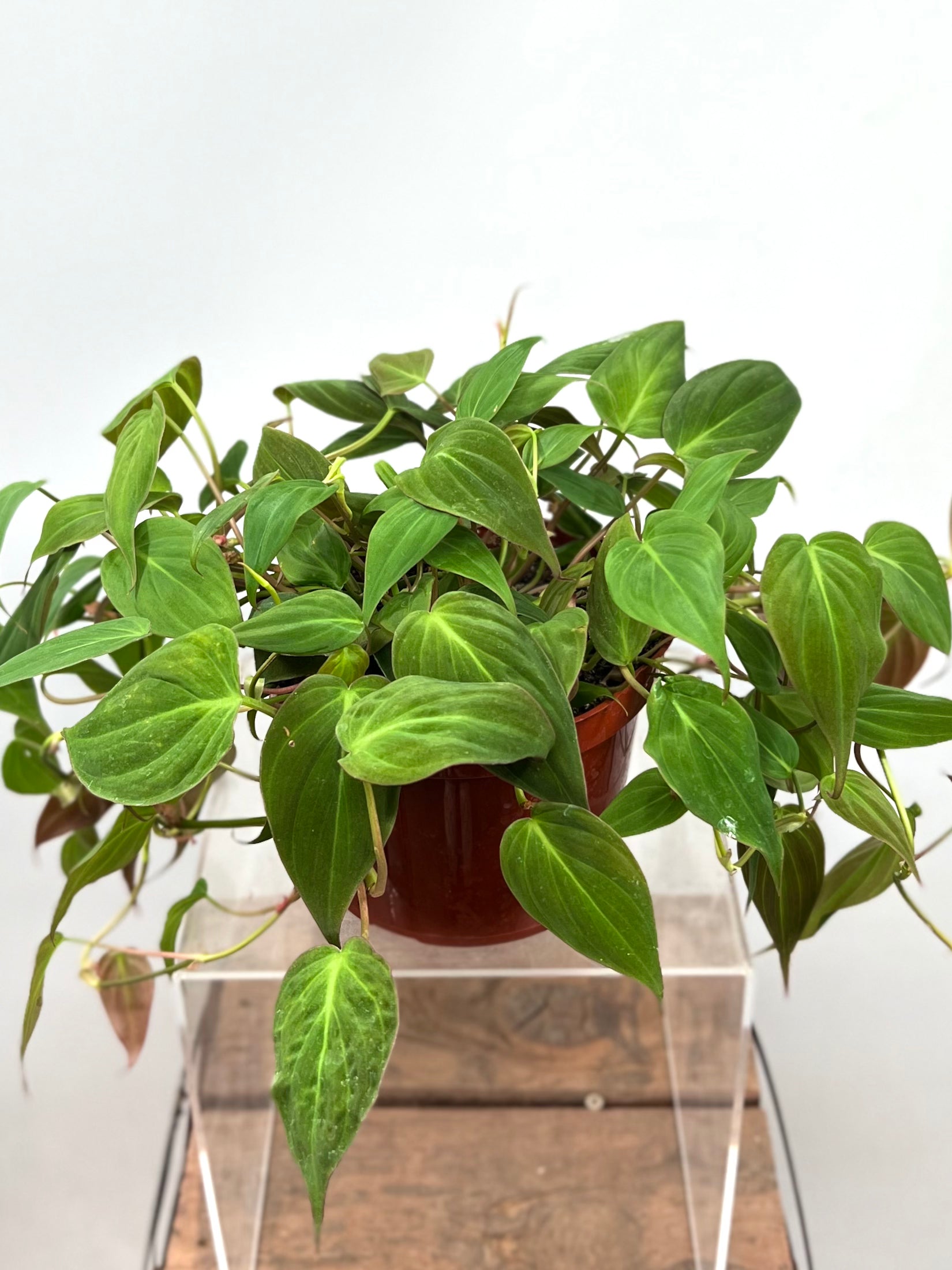 philodendron micans lime Philodendron micans (6in)