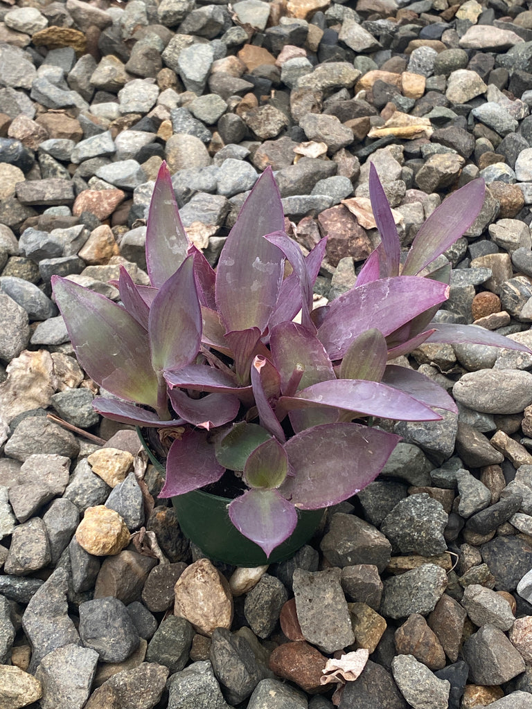 tradescantia pallida succulent 4" Tradescantia Pallida – Plant Decor Shop