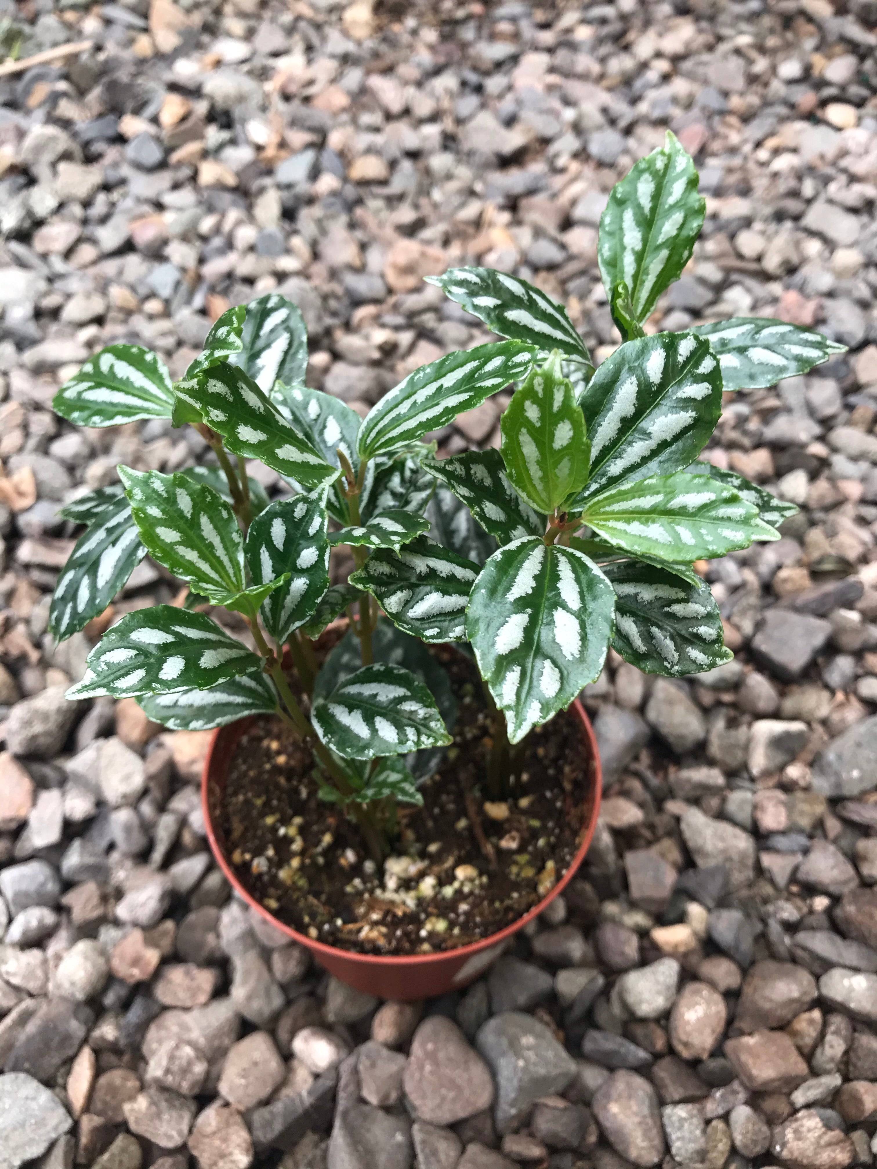 philodendron pilea 4" Pilea Aluminum