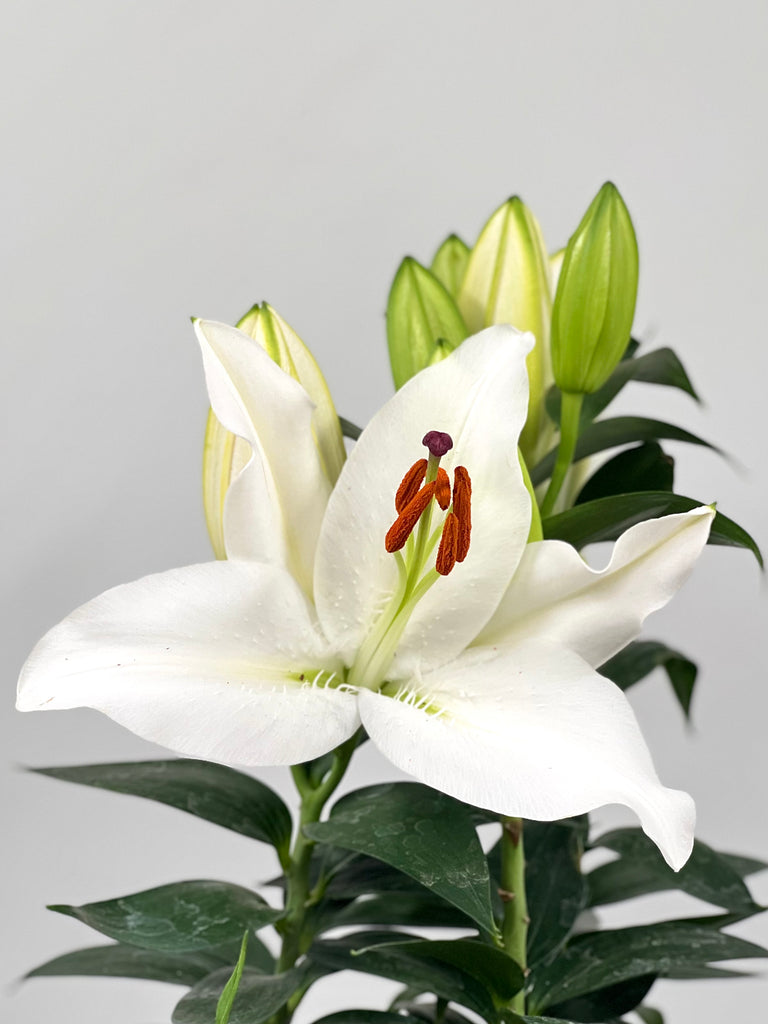 6" Oriental Lily