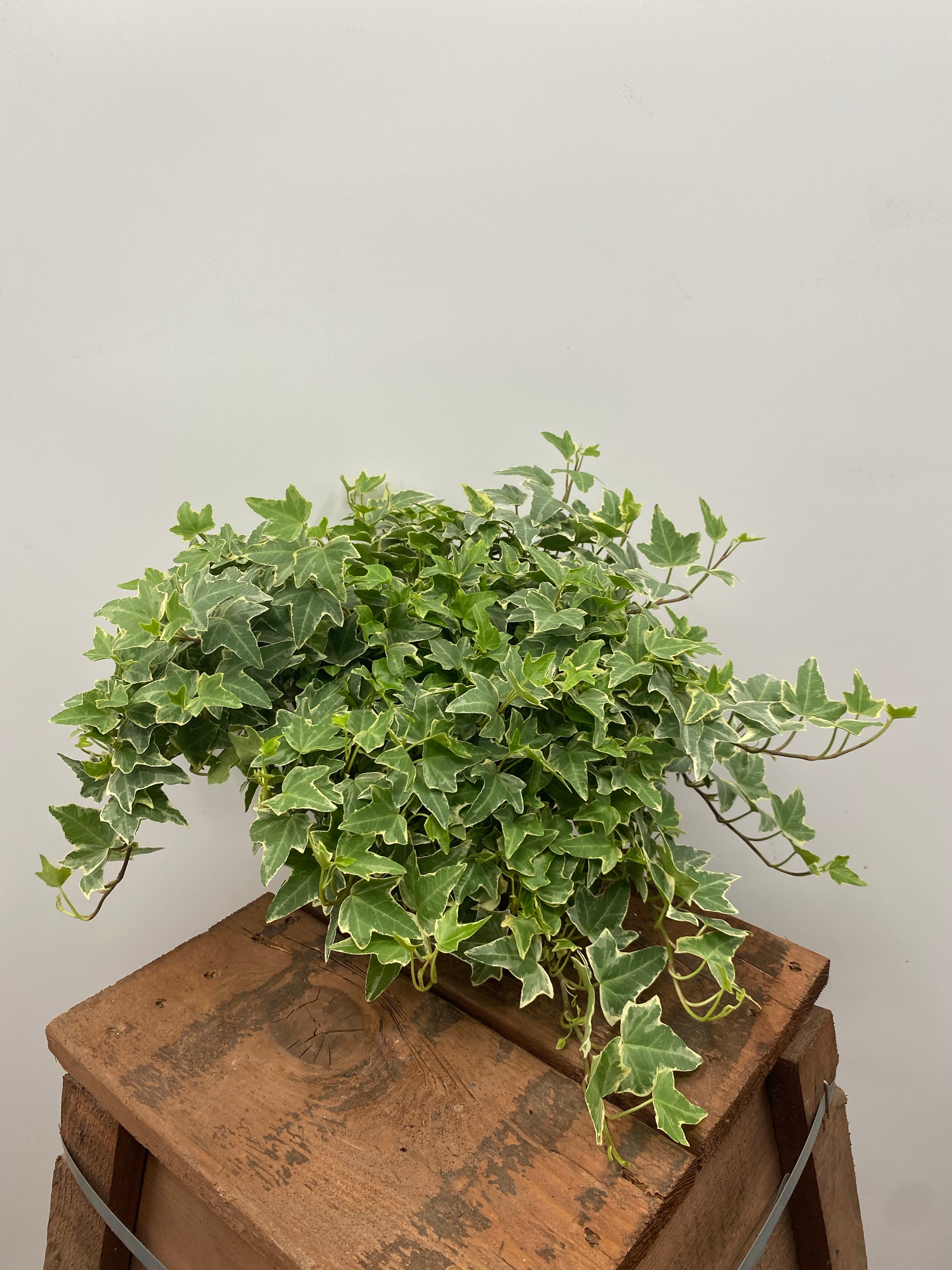 Buy house plants now Ivy Hedera 'Eva' - Hanging plant