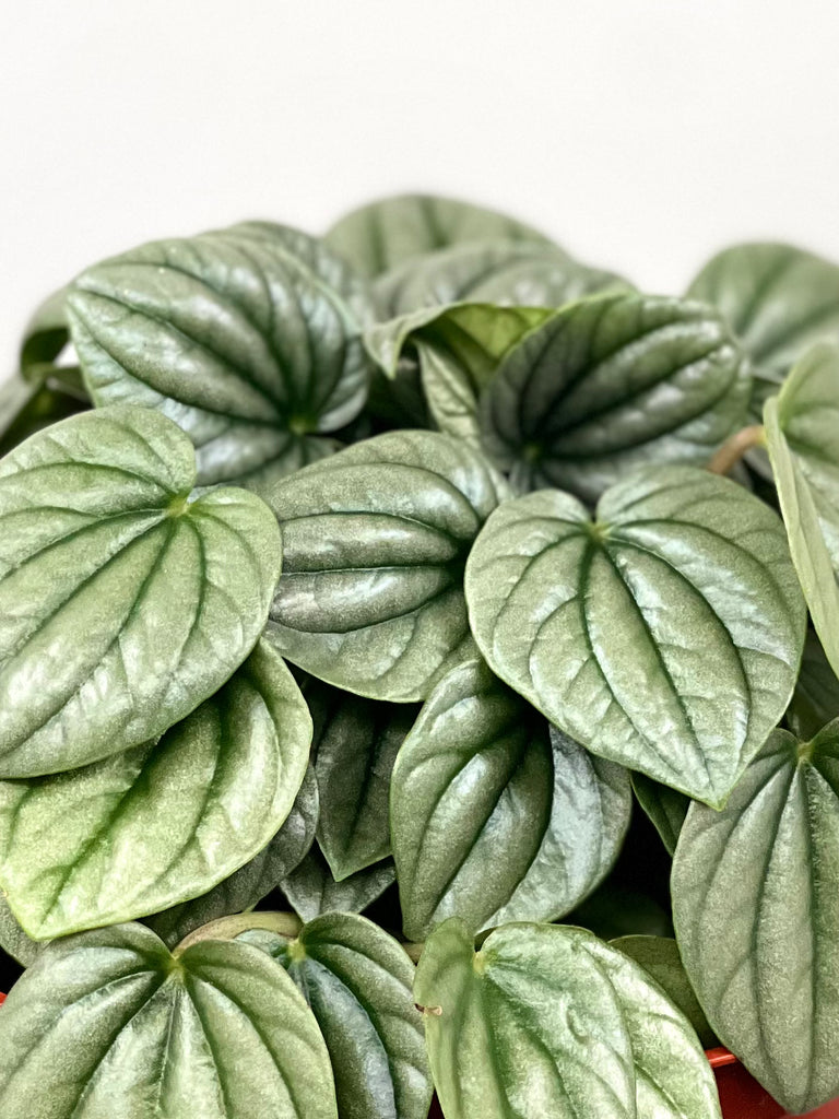 6" Peperomia Frost, Small