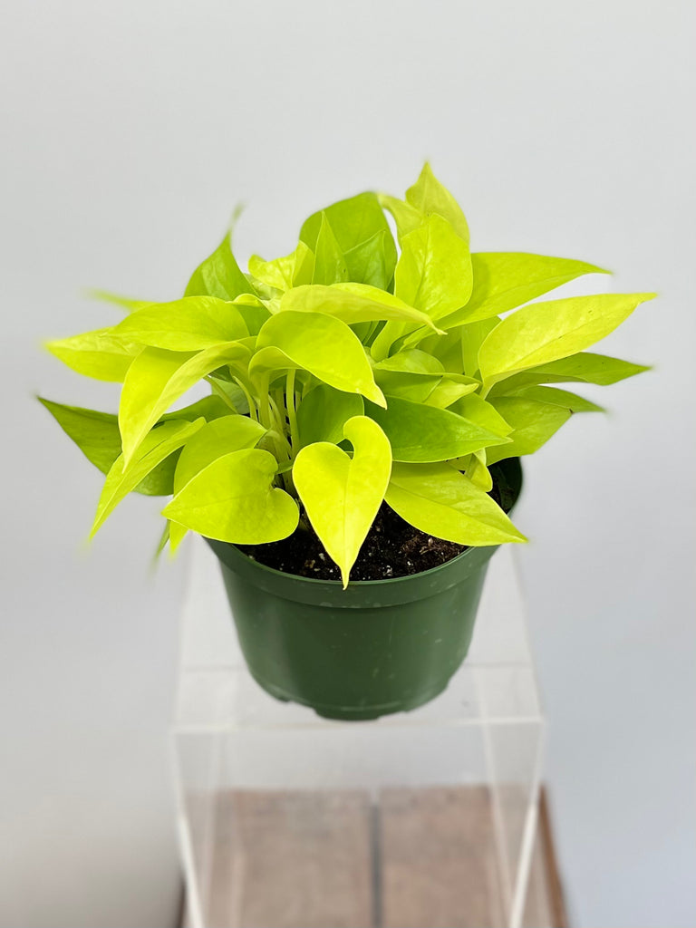 6" Pothos, Neon