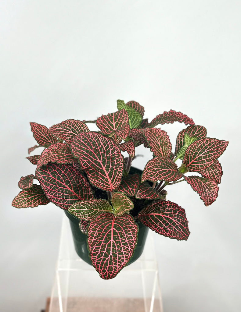 6" Fittonia, Red
